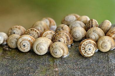 《雀魂》宣布联动《辉夜大小姐》活动 4月27日开始